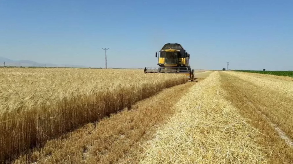 Hububat Yetiştiriciliği Nasıl Yapılır?