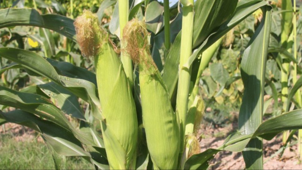 Mısır Tarımı Nasıl Yapılır?