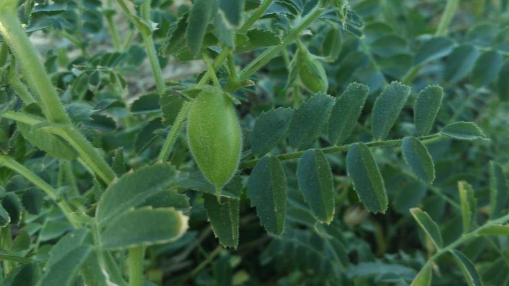 Nohut Tarımı Nasıl Yapılır?