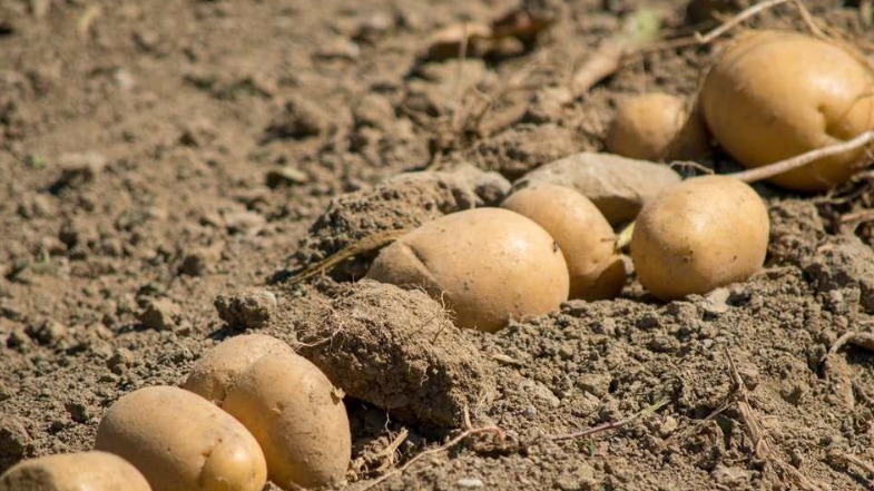 Patates Yetiştiriciliği Nasıl Yapılır?