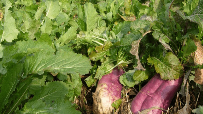 Yem Şalgamı (Brassica Rapa) Yetiştiriciliği Nasıl Yapılır? Yem Şalgamı (Brassica Rapa) Yetiştiriciliği Nasıl Yapılır?