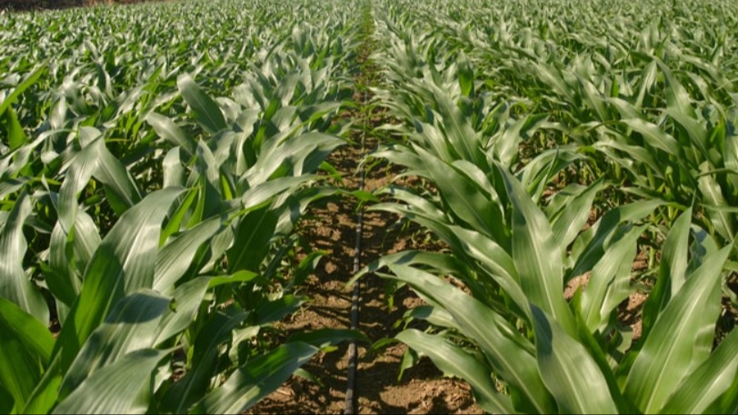 Silajlık Mısır Tarımı Nasıl Yapılır?