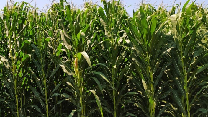 Silajlık Mısır Yetiştiriciliği Nasıl Yapılır? Silajlık Mısır Yetiştiriciliği Nasıl Yapılır?
