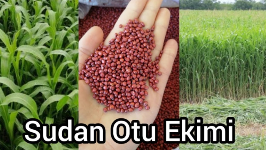Sorgum Ve Sudanotu Yetiştiriciliği Nasıl Yapılır? Sorgum Ve Sudanotu Yetiştiriciliği Nasıl Yapılır?