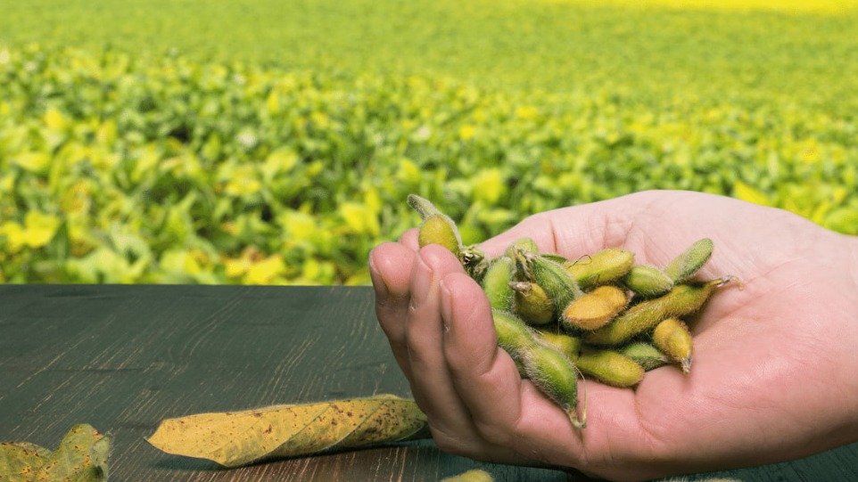 Soya Fasulyesi Yetiştiriciliği Nasıl Yapılır?
