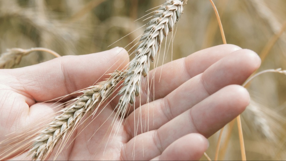 Tritikale Tarımı Nasıl Yapılır?