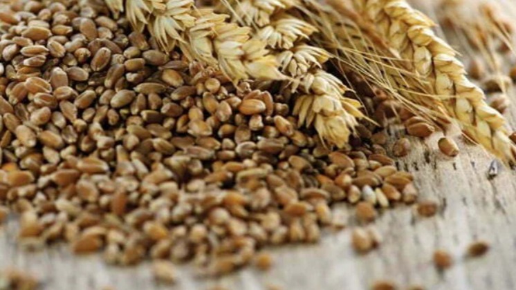 Tritikale Yetiştiriciliği Nasıl Yapılır?