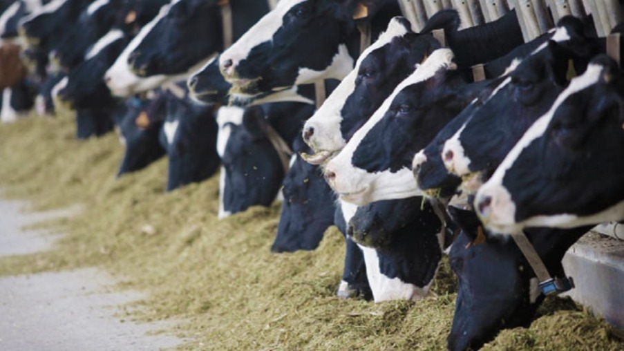 Yem Bitkileri Yetiştiriciliği Nasıl Yapılır? Yem Bitkileri Yetiştiriciliği Nasıl Yapılır?