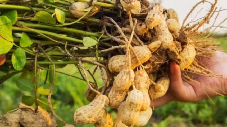 Yerfıstığı Yetiştiriciliği Nasıl Yapılır?