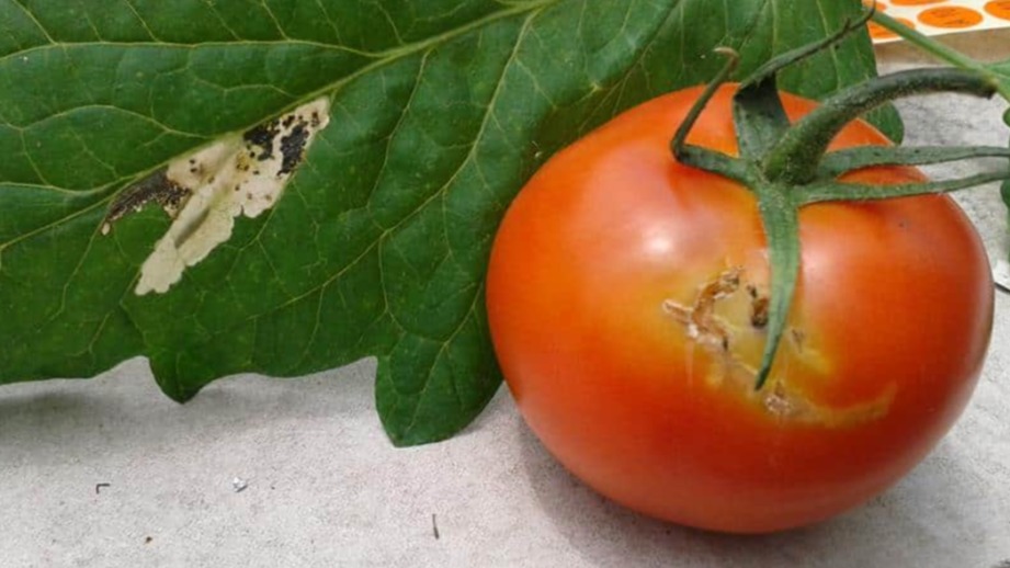 Domates Güvesi Nedir? Zararları Ve Mücadele Yöntemleri Domates Güvesi Nedir? Zararları Ve Mücadele Yöntemleri