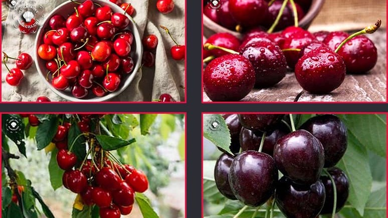 Önemli Kiraz Çeşitleri Ve Özellikleri