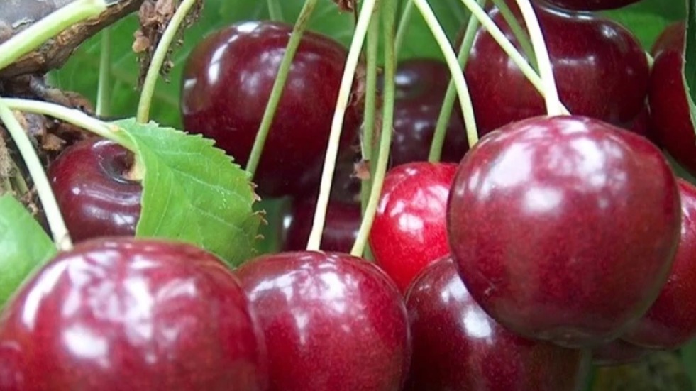 Regina Kiraz Çeşidi Özellikleri Nelerdir? Regina Kiraz Çeşidi Özellikleri Nelerdir?