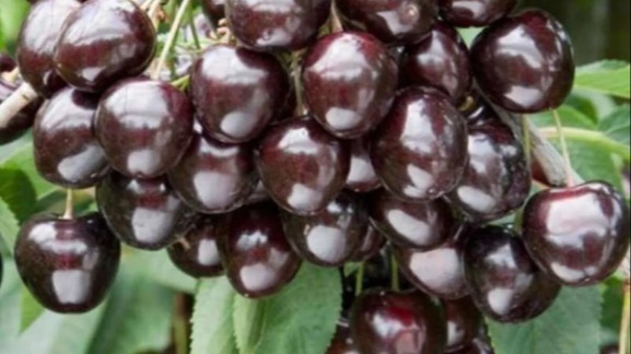 Kordia Kirazı | Özellikleri, Verimi Ve Yetiştiriciliği