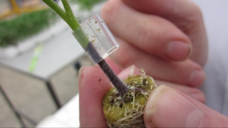 Aşılı Fide Yetiştirme Metotları Nelerdir?