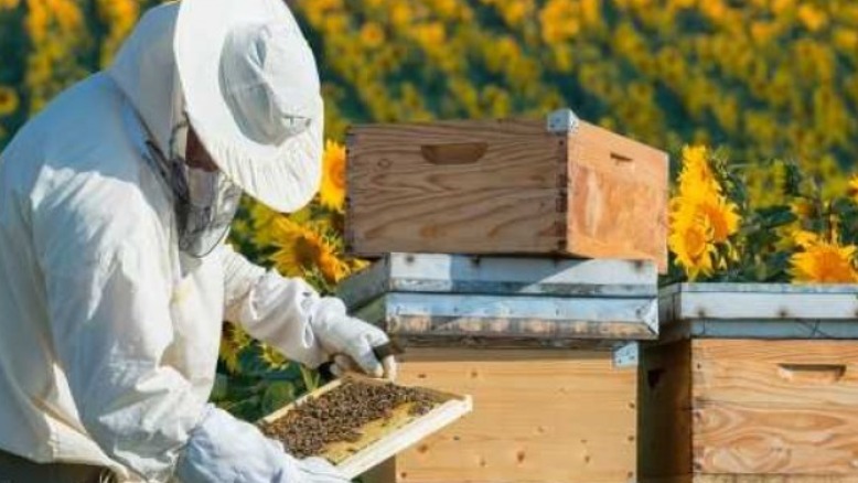 İlkbahar Bakım Çalışmaları: Arı Kolonileri İçin En Önemli İpuçları İlkbahar Bakım Çalışmaları: Arı Kolonileri İçin En Önemli İpuçları