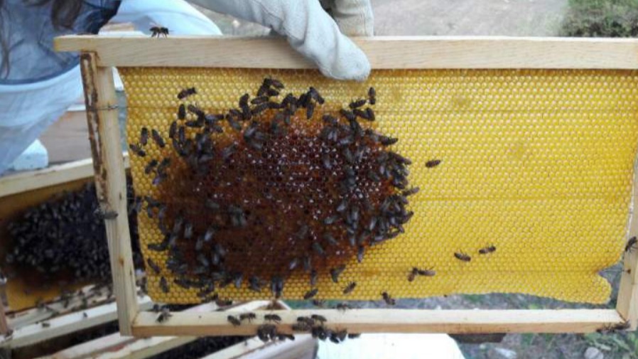 Arıcılıkta Yapay Besleme Yöntemleri: Şeker Şurubu, Arı Keki Ve Protein Arıcılıkta Yapay Besleme Yöntemleri: Şeker Şurubu, Arı Keki Ve Protein