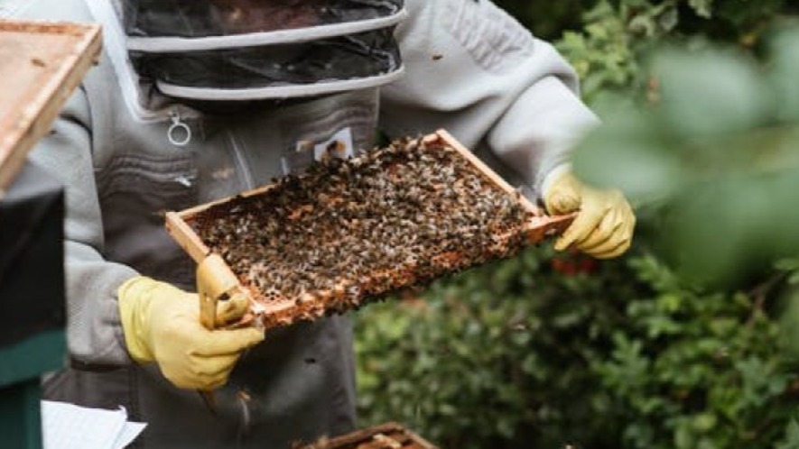 Yaz Ve Sonbahar Bakımları: Arı Kolonilerini Güçlendiren Temel Adımlar