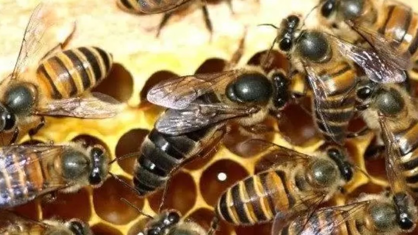 Ana Arı Değiştirme Zamanı: Arıcılıkta En Doğru Değişim Anı Ana Arı Değiştirme Zamanı: Arıcılıkta En Doğru Değişim Anı