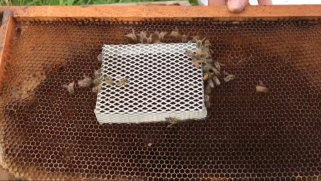 Ana Arı Kafesleme Teknikleri: Ana Arıyı Koruma Ve Kabul Süreci Ana Arı Kafesleme Teknikleri: Ana Arıyı Koruma Ve Kabul Süreci