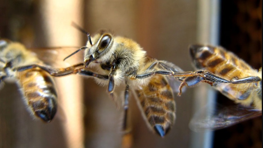 Ana Arının Feromon Etkisi Arı Kolonisinde İletişim Ve Düzenin Anahtarı