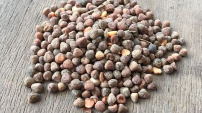 Burçak (Lathyrus) Faydaları Ve Zararları Nelerdir?