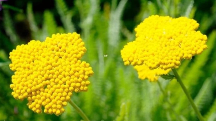 Civanperçemi (Yaraotu) Faydaları Ve Zararları Nelerdir?