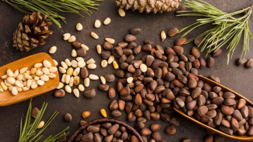 Çamfıstığı Faydaları Ve Zararları Nelerdir?