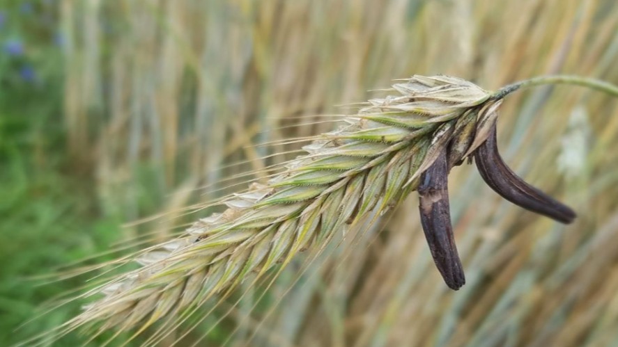 Çavdar Mahmuzu Faydaları Ve Zararları Nelerdir? Çavdar Mahmuzu Faydaları Ve Zararları Nelerdir?