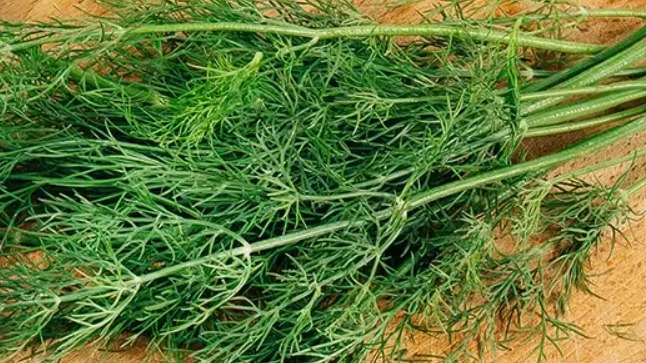 Dereotu Faydaları Ve Zararları Nelerdir?