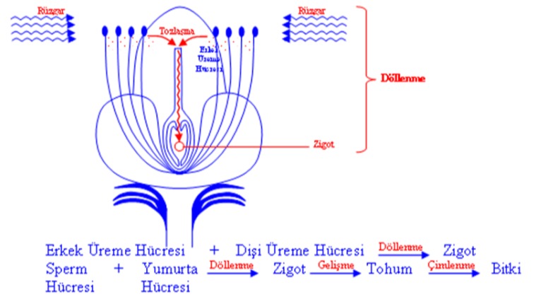 Bitkilerde Döllenme Olayı Nasıl Olur?