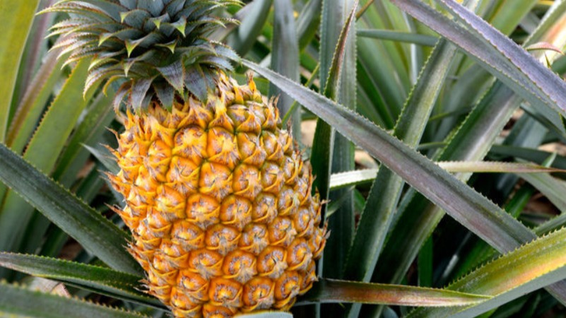 Ananas Meyvesi Faydaları Ve Zararları: Sağlık İçin Neden Tüketilmeli?