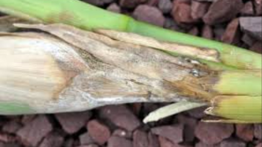 Mısırda Kök Ve Gövde Çürüklüğü (Fusarium Spp.) Mısırda Kök Ve Gövde Çürüklüğü (Fusarium Spp.)