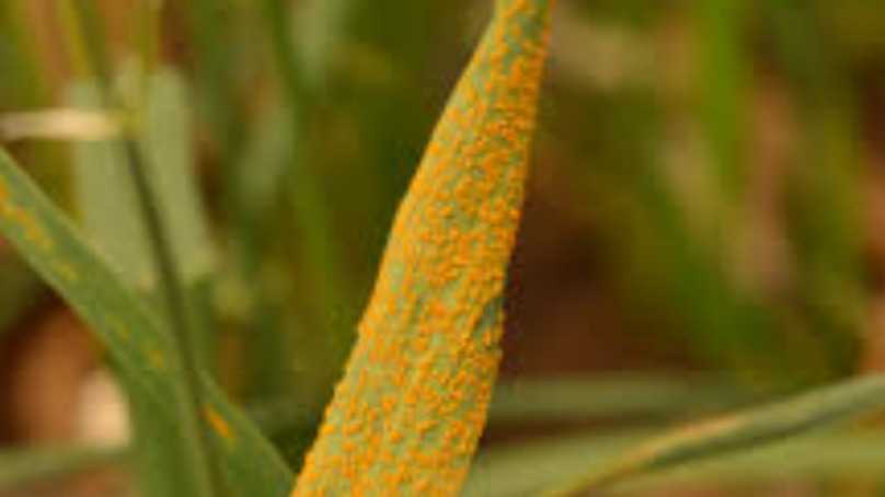 Buğdayda Pas Hastalıkları (Puccinia Spp.)