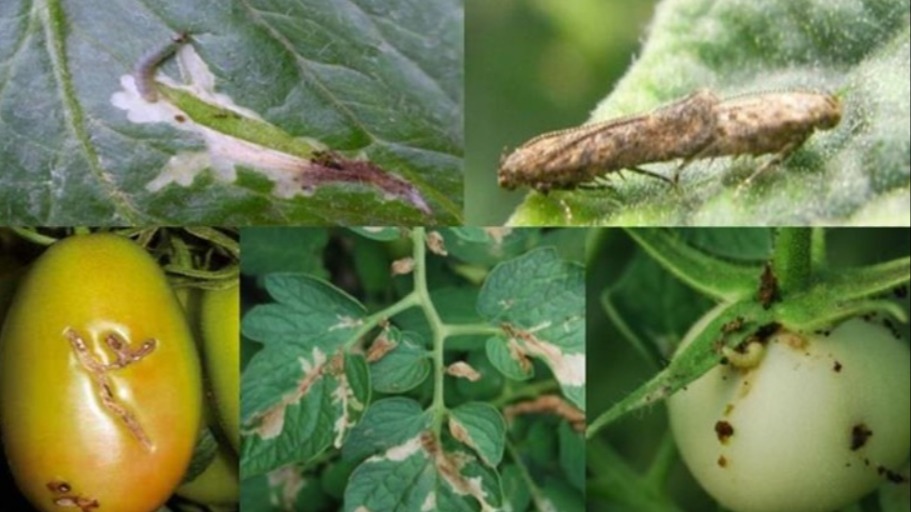 Domateste Yaprak Güvesi (Tuta Absoluta)