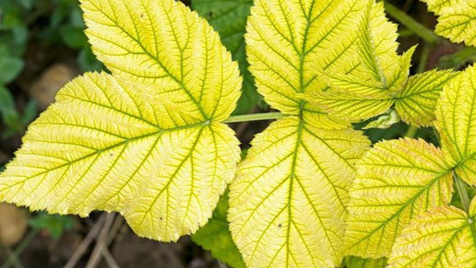 Bitkilerde Demir Eksikliği Nasıl Anlaşılır? Bitkilerde Demir Eksikliği Nasıl Anlaşılır?