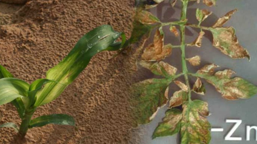 Bitkilerde Çinko Eksikliği Belirtileri