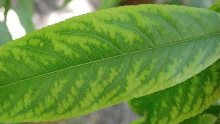 Bitkilerde Mangan Eksikliği Belirtileri Nelerdir?