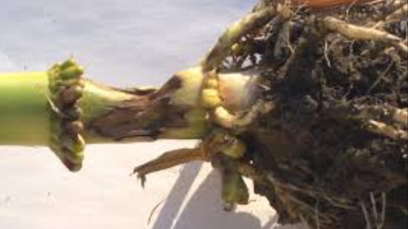 Pythium Kök Çürüklüğü (Çökerten Hastalığı) Nedir? Pythium Kök Çürüklüğü (Çökerten Hastalığı) Nedir?