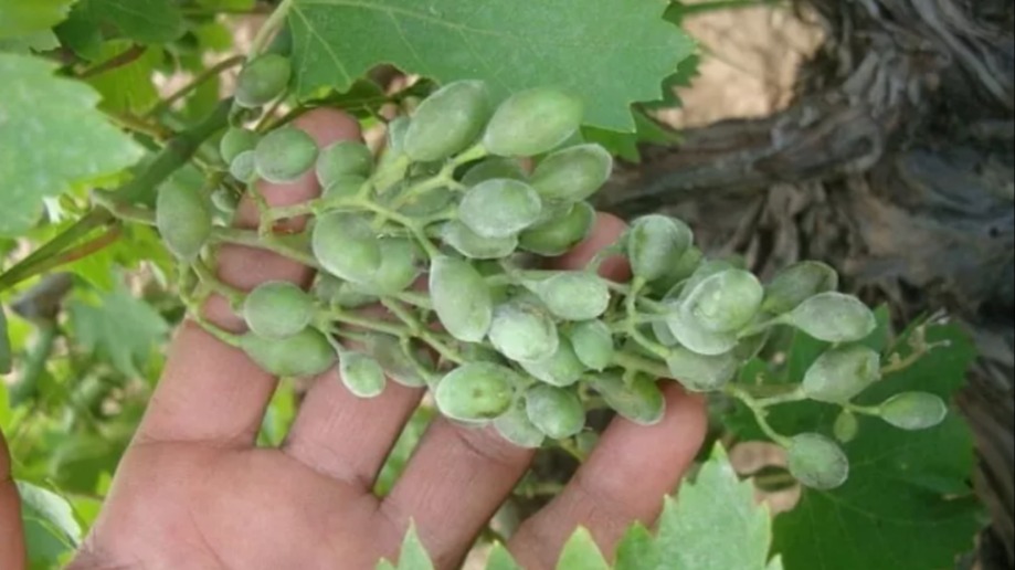 Üzüm Küllemesi (Uncinula Necator) Üzüm Küllemesi (Uncinula Necator)