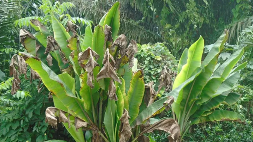 Muz Salkım Virüsü (Banana Bunchy Top Virus – BBTV)