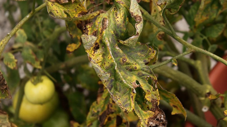 Verticillium Solgunluğu Nedir?