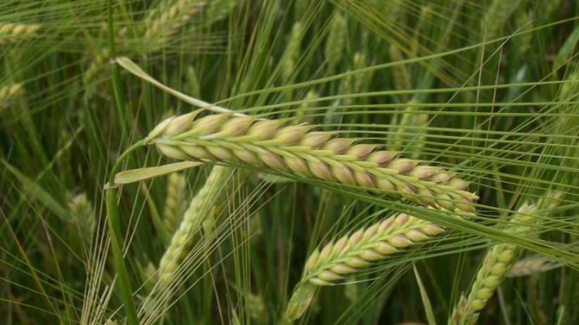 Arpa Ekim Adımları Nelerdir?