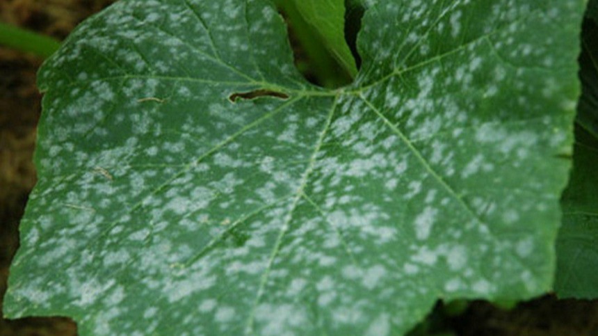 Kabakgillerde Külleme Hastalığı Nedir? Kabakgillerde Külleme Hastalığı Nedir?
