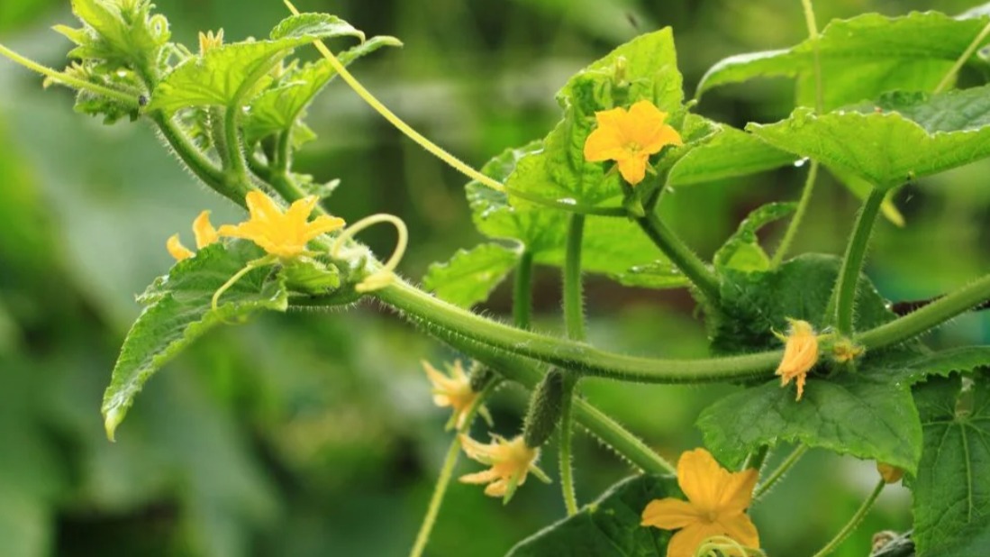 Hıyar Solgunluğu Hastalığı Nedir? Hıyar Solgunluğu Hastalığı Nedir?