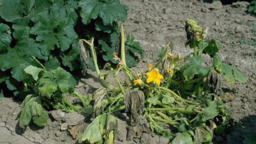 Hıyar Solgunluğu Hastalığı Nedir? Hıyar Solgunluğu Hastalığı Nedir?