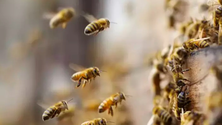 Arı Stresi Ve Bağışıklık Sistemi: Kovan Sağlığını Korumak İçin Dikkat