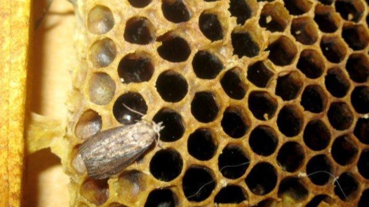 Mum Güvesi Nedir? Arıcılıkta Zararları Ve Etkili Mücadele Yöntemleri