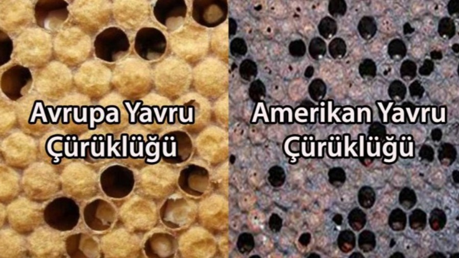 Avrupa Yavru Çürüklüğü: Nedenleri, Belirtileri Ve Mücadele Yöntemleri Avrupa Yavru Çürüklüğü: Nedenleri, Belirtileri Ve Mücadele Yöntemleri