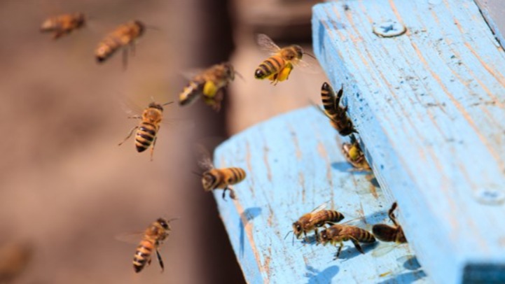 Nosema Hastalığı Nedir? Bal Arılarında Belirtileri Ve Tedavi Yöntemler Nosema Hastalığı Nedir? Bal Arılarında Belirtileri Ve Tedavi Yöntemler