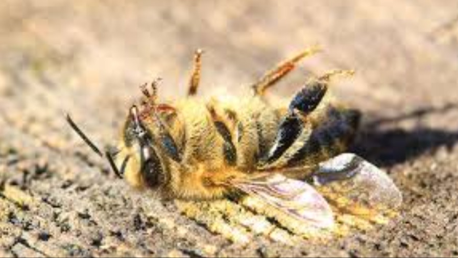 Arı Pestisit Zehirlenmeleri: Nedenleri, Etkileri Ve Önlemleri